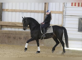 Frisone / Frisone Occidentale, Giumenta, 7 Anni, 163 cm, Morello