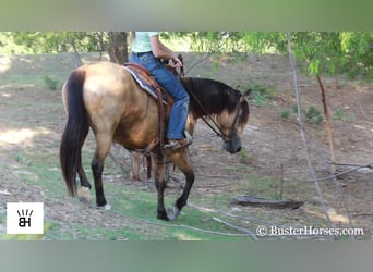 Frisone / Frisone Occidentale, Giumenta, 7 Anni, 163 cm, Pelle di daino