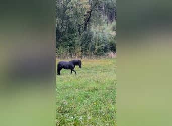 Frisone / Frisone Occidentale, Giumenta, 7 Anni, 164 cm