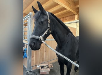 Frisone / Frisone Occidentale, Giumenta, 7 Anni, 164 cm, Morello