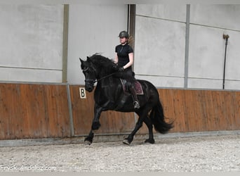 Frisone / Frisone Occidentale, Giumenta, 7 Anni, 165 cm, Morello