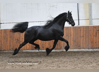 Frisone / Frisone Occidentale, Giumenta, 7 Anni, 165 cm, Morello
