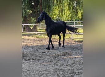 Frisone / Frisone Occidentale, Giumenta, 7 Anni, 167 cm, Morello