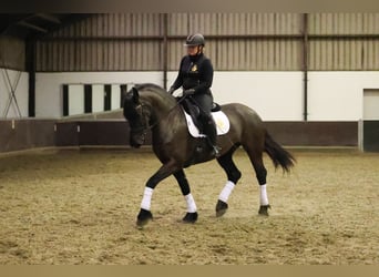 Frisone / Frisone Occidentale, Giumenta, 7 Anni, 168 cm, Morello