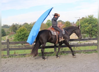 Frisone / Frisone Occidentale, Giumenta, 7 Anni, 173 cm, Morello