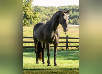 Frisone / Frisone Occidentale, Giumenta, 7 Anni, 173 cm, Morello