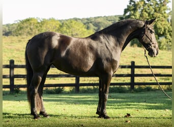 Frisone / Frisone Occidentale, Giumenta, 7 Anni, 173 cm, Morello