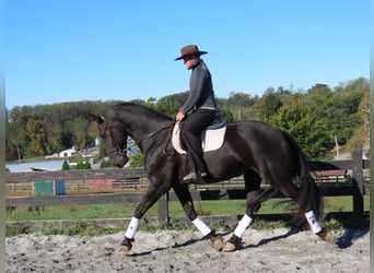 Frisone / Frisone Occidentale, Giumenta, 7 Anni, 173 cm, Morello