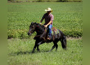 Frisone / Frisone Occidentale, Giumenta, 8 Anni, 155 cm, Morello