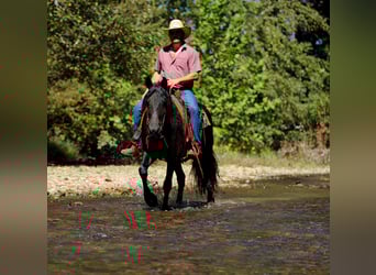 Frisone / Frisone Occidentale, Giumenta, 8 Anni, 155 cm, Morello
