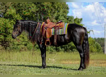 Frisone / Frisone Occidentale, Giumenta, 8 Anni, 155 cm, Morello