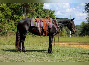 Frisone / Frisone Occidentale, Giumenta, 8 Anni, 155 cm, Morello