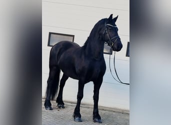 Frisone / Frisone Occidentale, Giumenta, 8 Anni, 162 cm, Morello