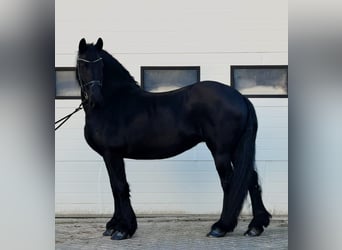 Frisone / Frisone Occidentale, Giumenta, 8 Anni, 162 cm, Morello