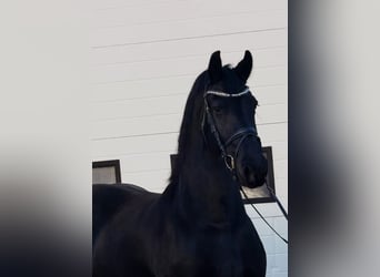 Frisone / Frisone Occidentale, Giumenta, 8 Anni, 162 cm, Morello