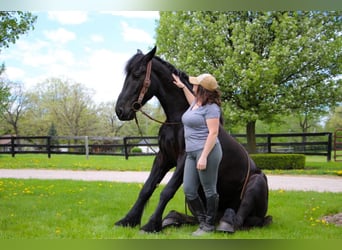 Frisone / Frisone Occidentale, Giumenta, 8 Anni, 163 cm, Morello
