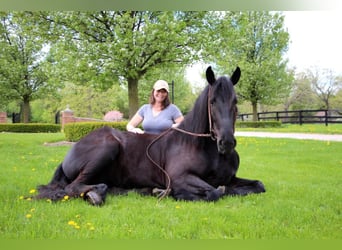 Frisone / Frisone Occidentale, Giumenta, 8 Anni, 163 cm, Morello