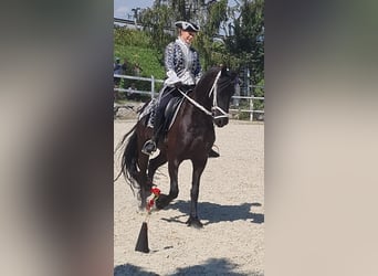 Frisone / Frisone Occidentale, Giumenta, 8 Anni, 164 cm, Morello