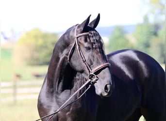 Frisone / Frisone Occidentale Mix, Giumenta, 8 Anni, 165 cm, Morello