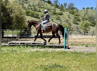 Frisone / Frisone Occidentale, Giumenta, 9 Anni, 152 cm, Baio roano