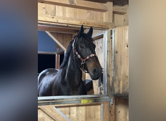 Frisone / Frisone Occidentale Mix, Giumenta, 9 Anni, 160 cm, Baio scuro