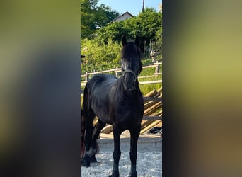 Frisone / Frisone Occidentale, Giumenta, 9 Anni, 160 cm