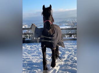 Frisone / Frisone Occidentale, Giumenta, 9 Anni, 160 cm, Morello