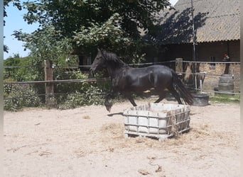 Frisone / Frisone Occidentale, Giumenta, 9 Anni, 160 cm, Morello