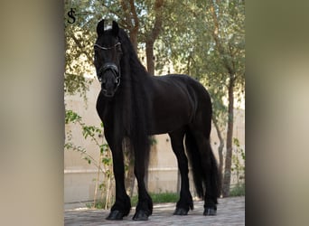 Frisone / Frisone Occidentale, Giumenta, 9 Anni, 164 cm, Morello
