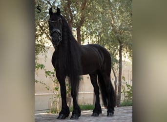 Frisone / Frisone Occidentale, Giumenta, 9 Anni, 164 cm, Morello