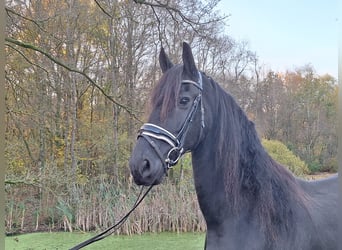 Frisone / Frisone Occidentale, Giumenta, 9 Anni, 167 cm, Morello Frisone / Frisone Occidentale, Giumenta, 9 Anni, 167 cm, Morello