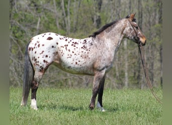 Frisone / Frisone Occidentale, Giumenta, 9 Anni, Sauro ciliegia