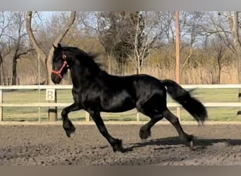 Frisone / Frisone Occidentale, Stallone, 11 Anni, 165 cm, Morello