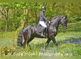 Frisone / Frisone Occidentale, Stallone, 11 Anni, Morello
