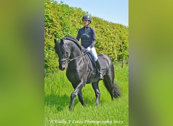 Frisone / Frisone Occidentale, Stallone, 11 Anni, Morello