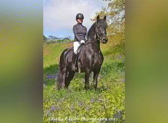 Frisone / Frisone Occidentale, Stallone, 11 Anni, Morello