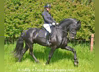 Frisone / Frisone Occidentale, Stallone, 11 Anni, Morello