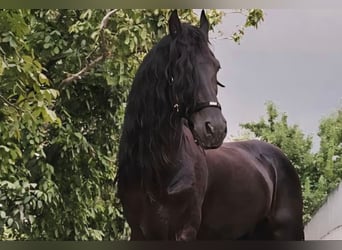 Frisone / Frisone Occidentale, Stallone, 13 Anni, 167 cm, Morello