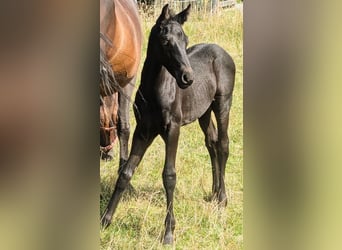 Frisone / Frisone Occidentale Mix, Stallone, 1 Anno, 162 cm, Morello