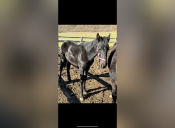 Frisone / Frisone Occidentale, Stallone, 2 Anni, 148 cm, Morello