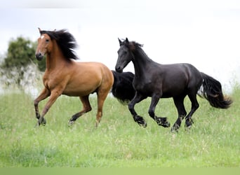 Frisone / Frisone Occidentale, Stallone, 2 Anni, 154 cm, Baio nero