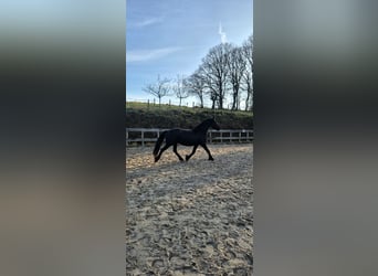 Frisone / Frisone Occidentale, Stallone, 2 Anni, 154 cm, Baio nero
