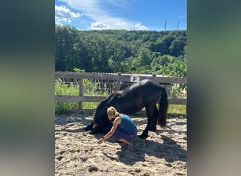 Frisone / Frisone Occidentale, Stallone, 2 Anni, 154 cm, Baio nero