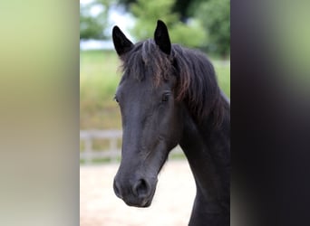 Frisone / Frisone Occidentale, Stallone, 2 Anni, 154 cm, Baio nero