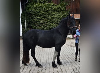 Frisone / Frisone Occidentale, Stallone, 2 Anni, 155 cm, Morello