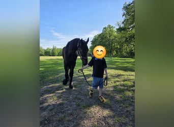 Frisone / Frisone Occidentale, Stallone, 2 Anni, 157 cm, Morello