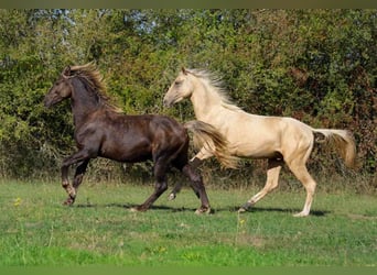 Frisone / Frisone Occidentale, Stallone, 2 Anni, 158 cm, Morello