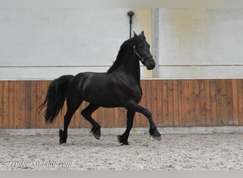 Frisone / Frisone Occidentale, Stallone, 2 Anni, 162 cm, Morello