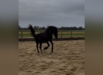 Frisone / Frisone Occidentale, Stallone, 2 Anni, 163 cm, Morello