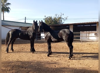 Frisone / Frisone Occidentale, Stallone, 2 Anni, 168 cm, Morello